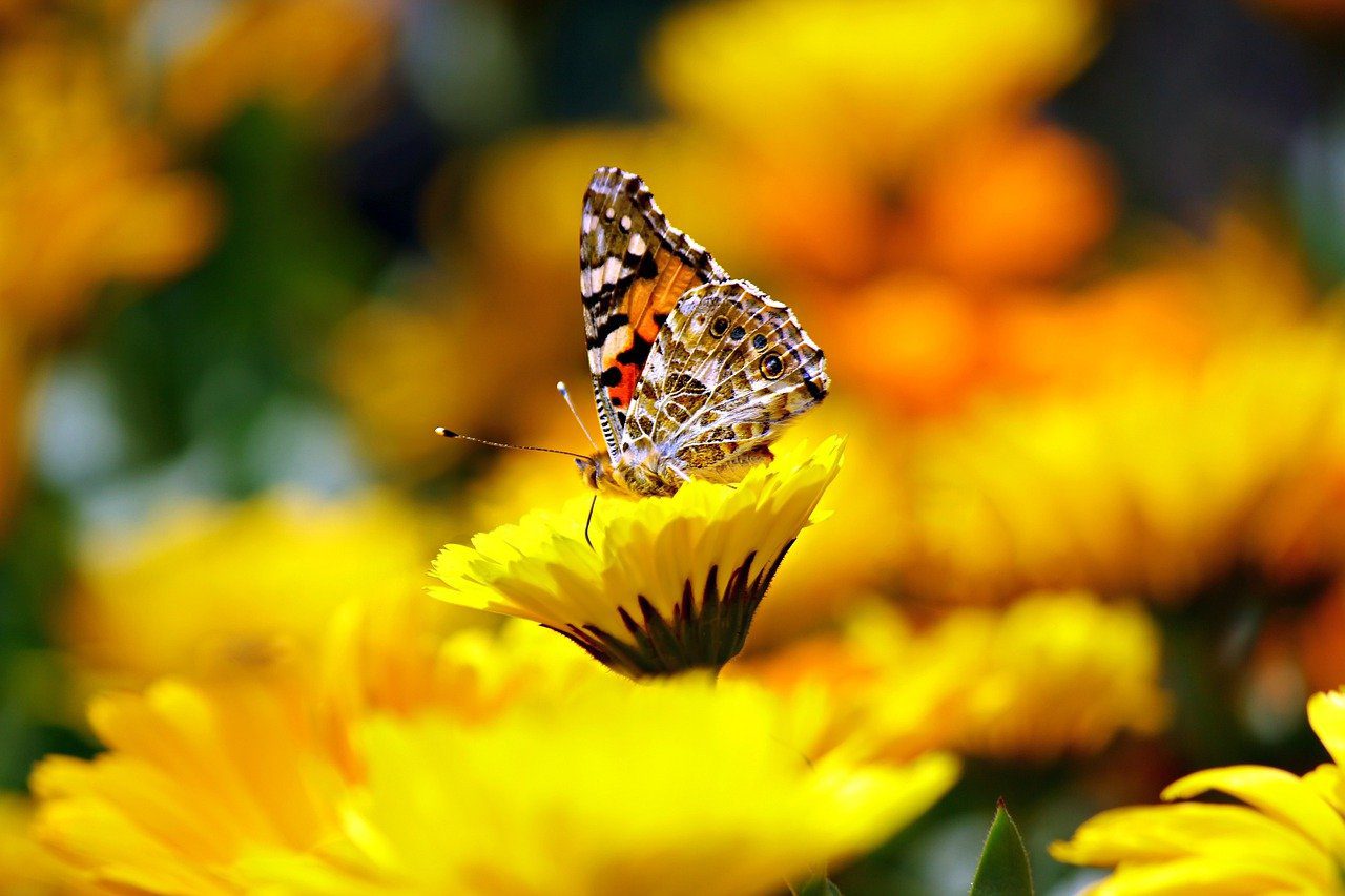 butterfly, insect, garden-169924.jpg